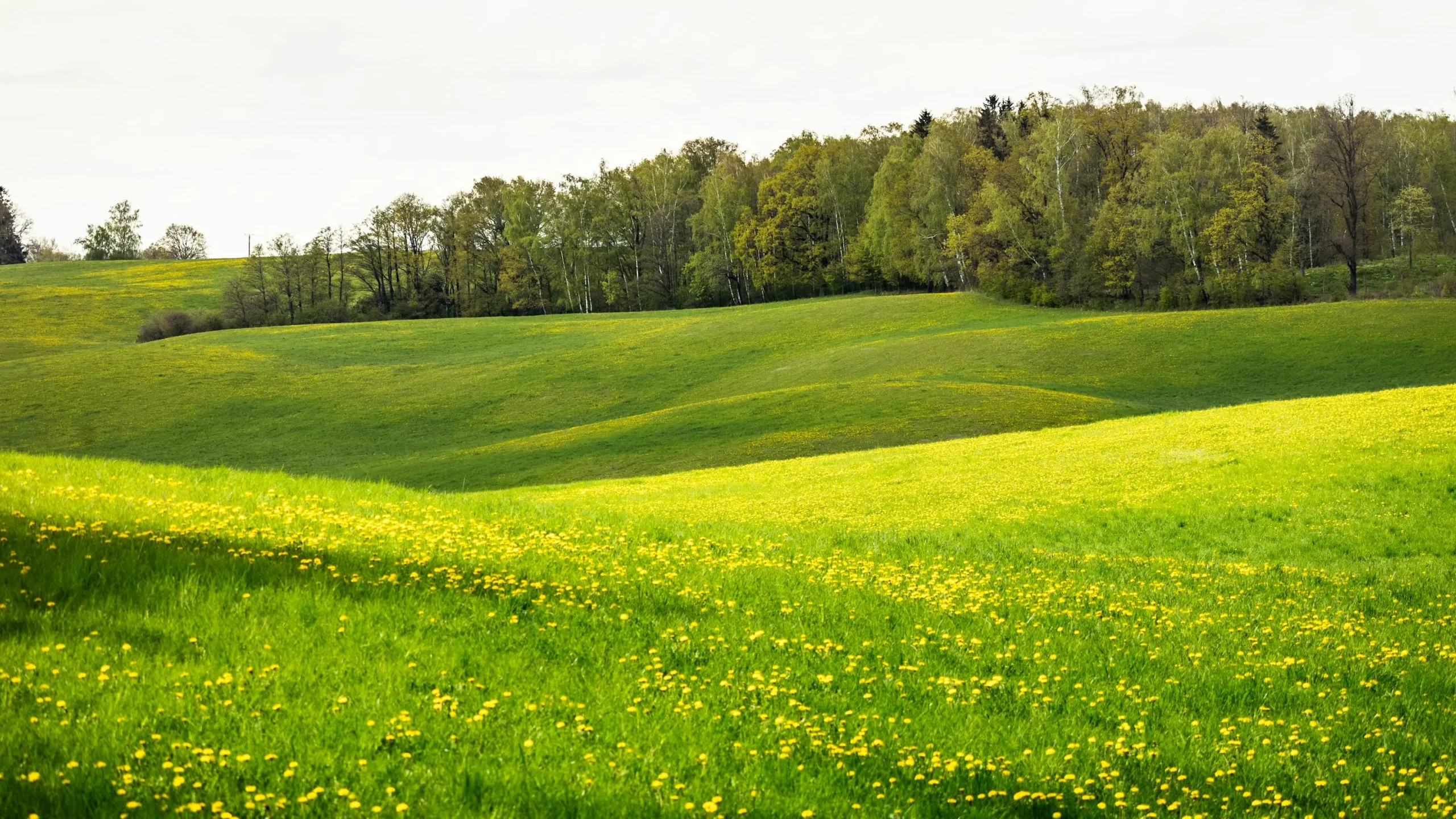 Fees and rebates Clinical Psychologist Mornington